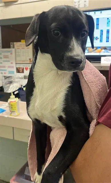 Unknown - Terrier