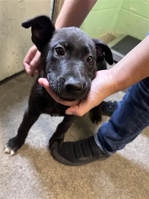 Benji - Labrador Retriever