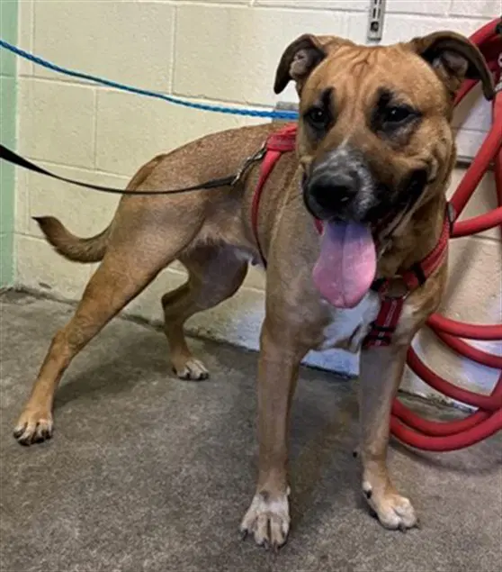 Reedy - Pit Bull Terrier