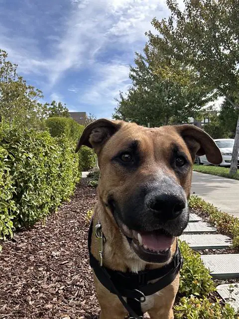 Reedy - Pit Bull Terrier