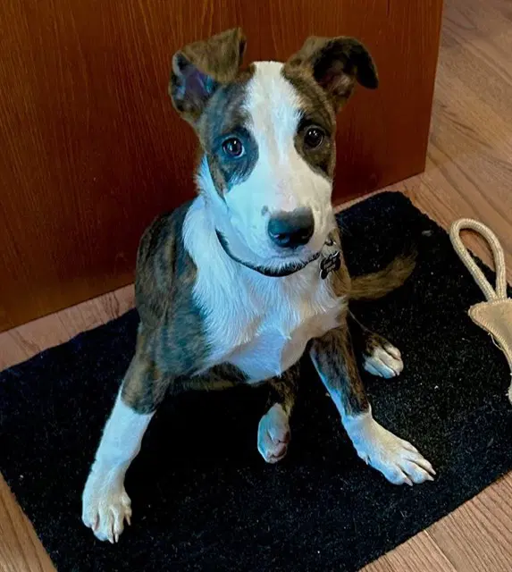 Blossom - Australian Cattle Dog/Blue Heeler