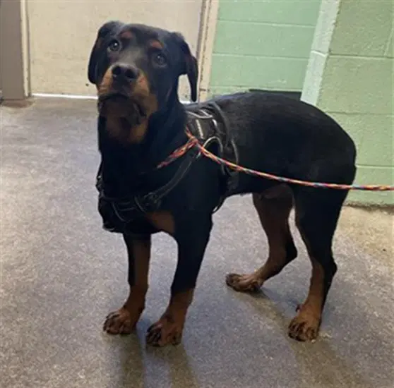 Sylvester - Rottweiler