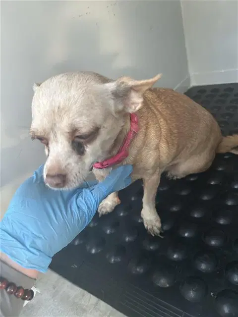 Abuela - Chihuahua