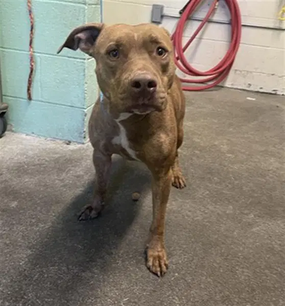 Ricky - Pit Bull Terrier