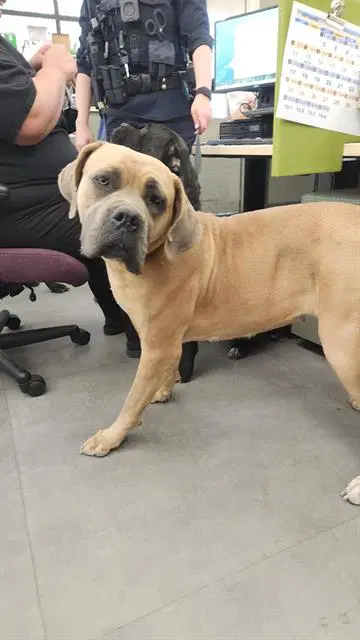 Dolly - Mastiff