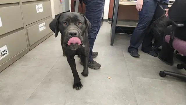 Lilly - Mastiff