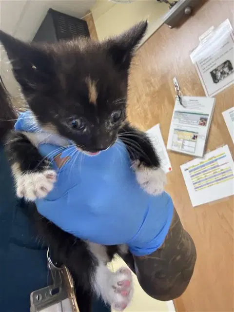 Cheetos - Domestic Short Hair