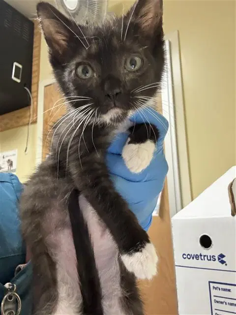 Lays - Domestic Short Hair
