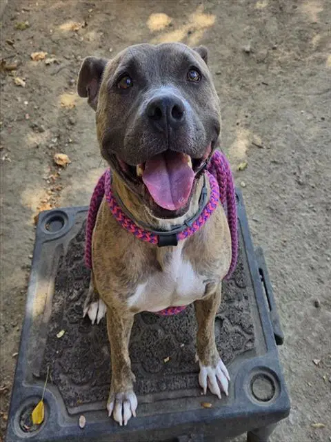Boss - Pit Bull Terrier