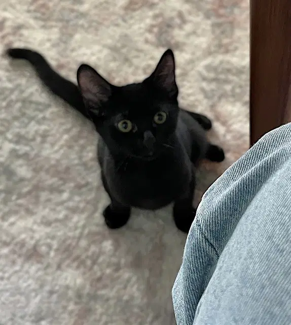 Darla - Domestic Short Hair