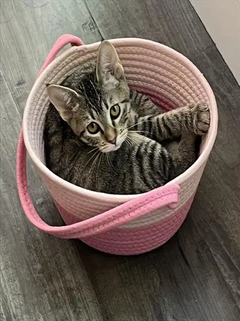 Sweet Felicia - Domestic Short Hair