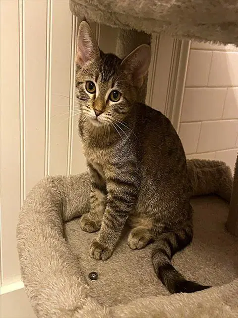Playa - Domestic Short Hair