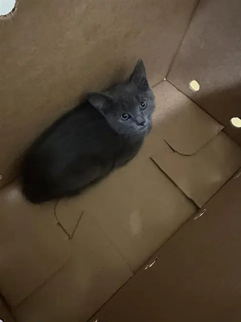 Mr Big - Domestic Short Hair
