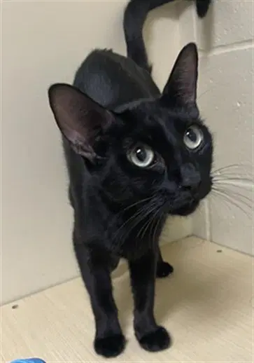 Ophilia - Domestic Short Hair