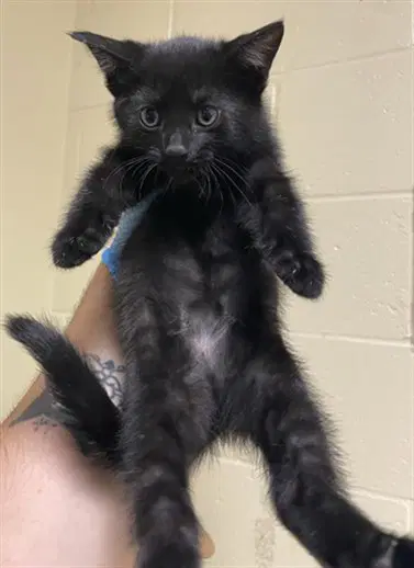 Amren - Domestic Short Hair