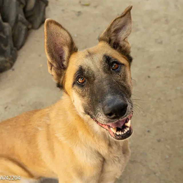 Nicky - German Shepherd Dog