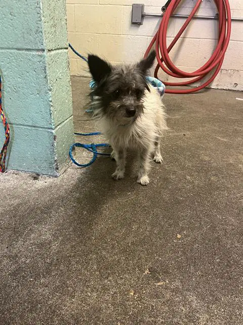 Chapo - Chihuahua
