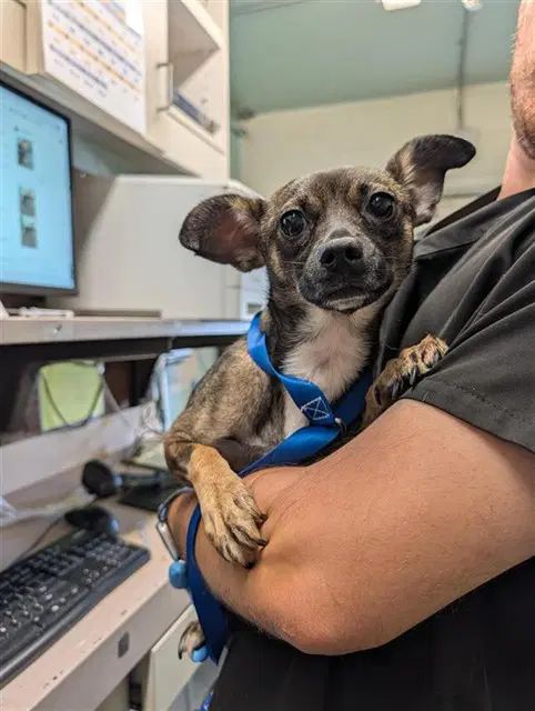 Chrissy - Chihuahua