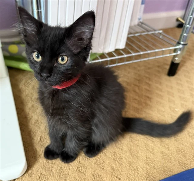 Onyx