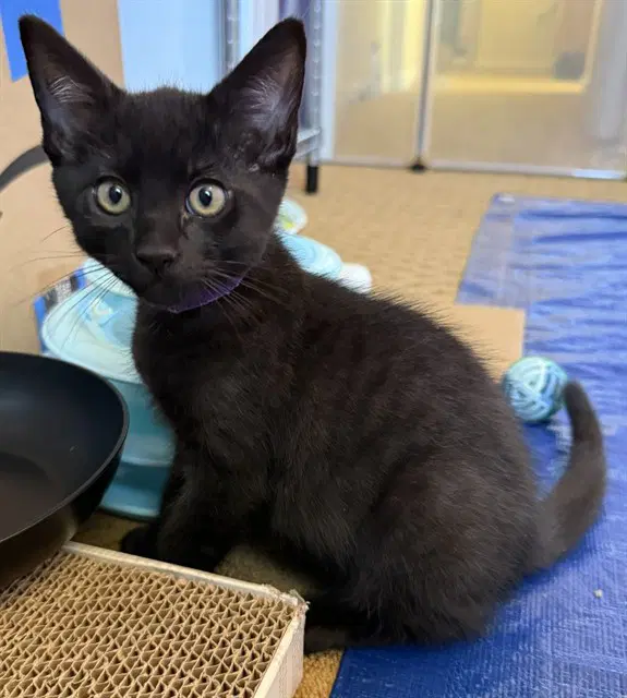 Soot - Domestic Long Hair