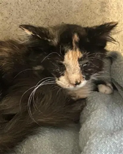 Amber - Domestic Short Hair