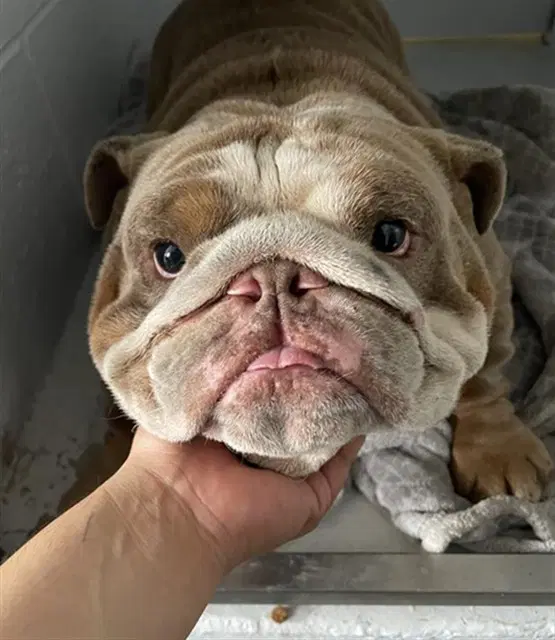 Froggy - English Bulldog