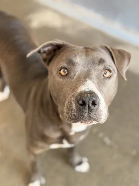 Piper - Pit Bull Terrier