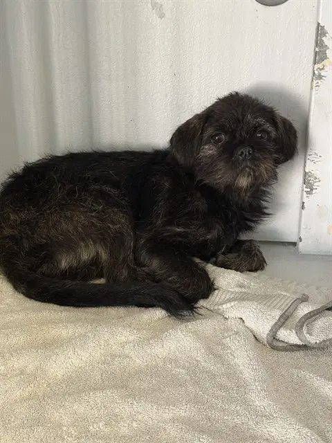 Unknown - Brussels Griffon