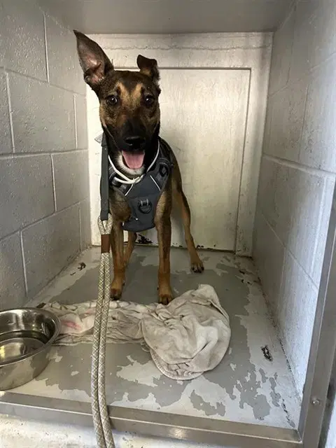 Tackleberry - Belgian Shepherd Malinois