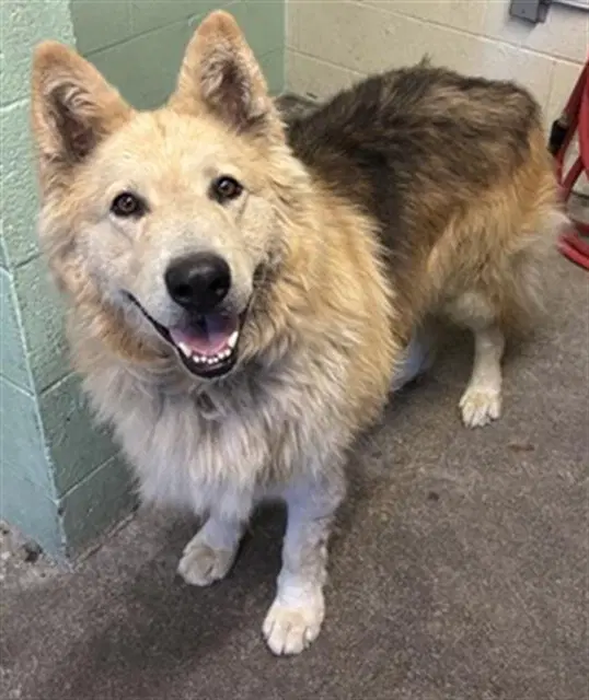 Mufasa - Alaskan Malamute