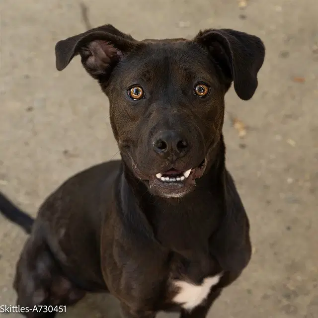 Skittles - Pit Bull Terrier