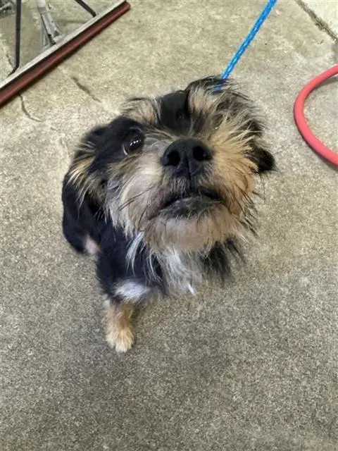 Cash - Yorkshire Terrier Yorkie