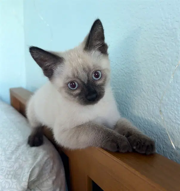 Baby - Domestic Short Hair
