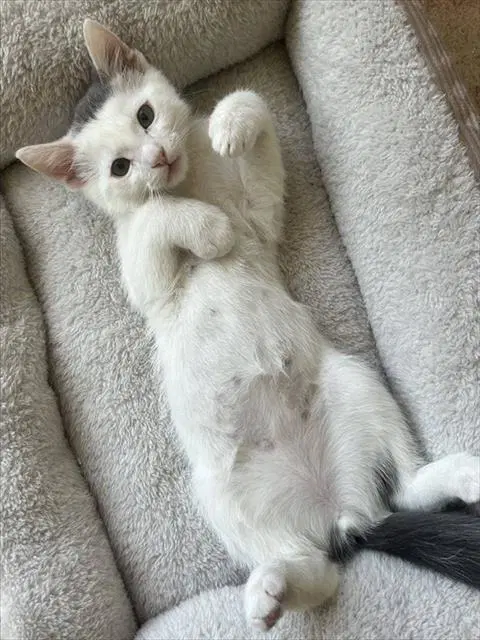 Sweetie - Domestic Short Hair