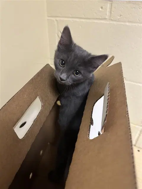 Dusty - Domestic Short Hair