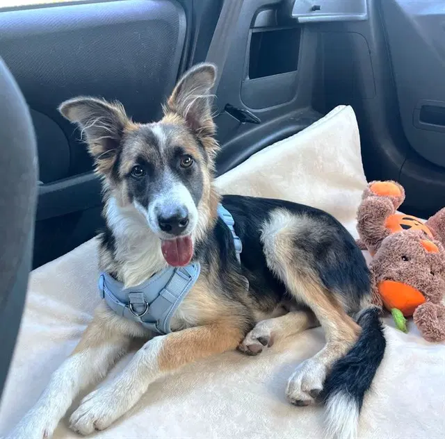 Zuko - German Shepherd Dog
