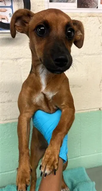 Unknown - Patterdale Terrier (Fell Terrier)