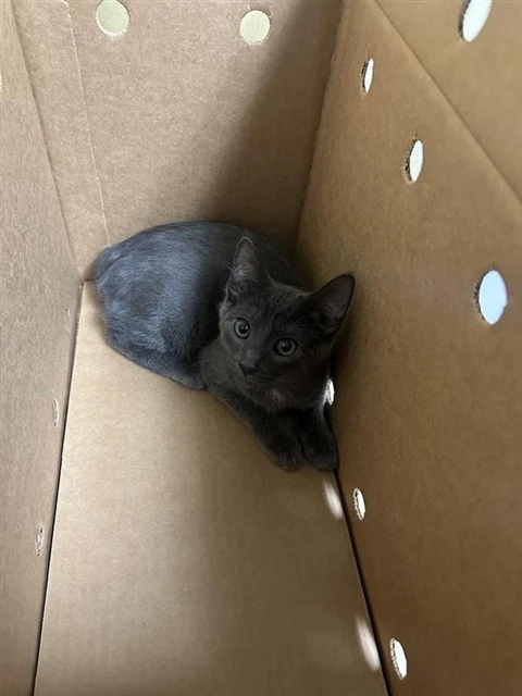 Seymour