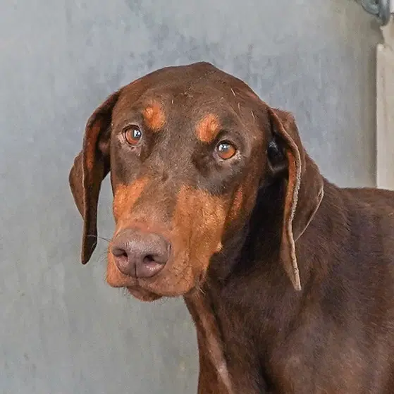 Paris - Doberman Pinscher