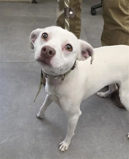 Mac - Chihuahua