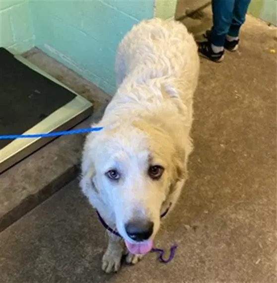 Sally - Great Pyrenees
