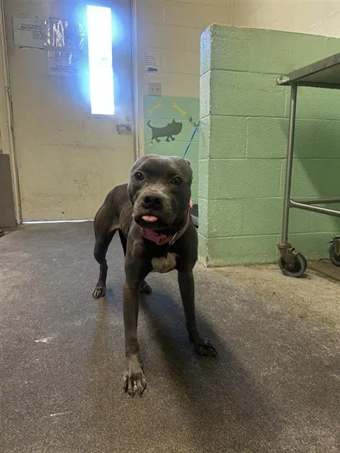 Jif - Pit Bull Terrier