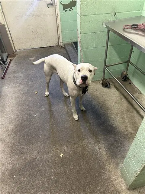 Chanel - Dogo Argentino