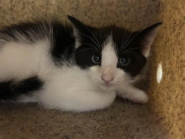 Emily - Domestic Short Hair