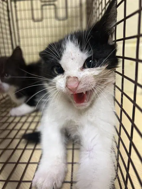 Scraps - Domestic Short Hair