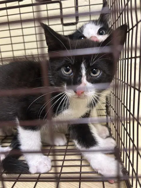 Victor Van Dort - Domestic Short Hair