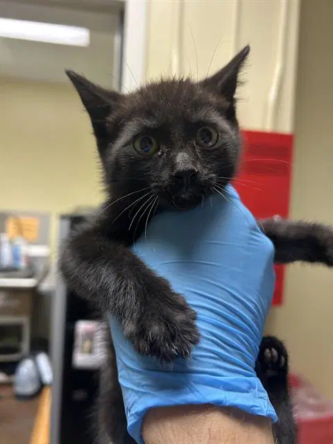 Victoria - Domestic Short Hair