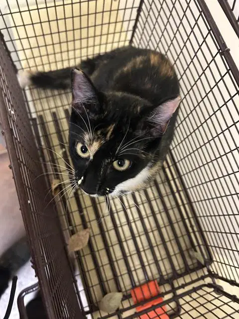 Unknown - Domestic Short Hair