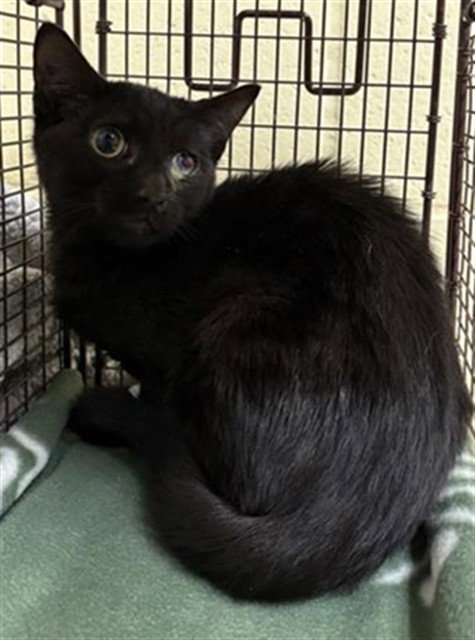 BARN CAT JACK, a cat for adoption from City of Sacramento Animal Care Services