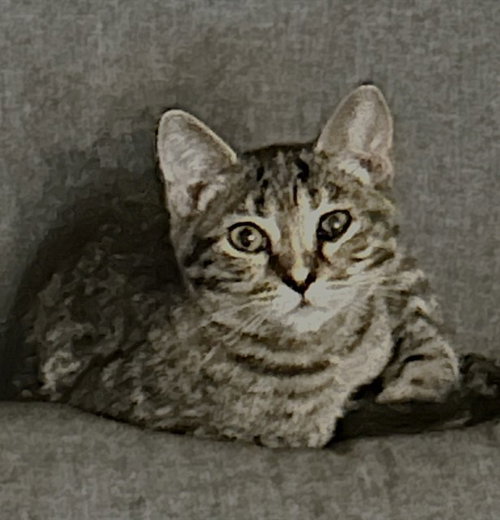 LACEY, a cat for adoption from City of Sacramento Animal Care Services